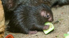 V pražské zoo se narodilo vzácné mládě. Chovatelé o něj měli strach