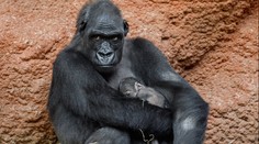 V pražské zoo se narodilo další gorilátko. Letos už druhé se stejným otcem