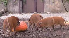 Máte přebytek dýní? Věnujte je do zoo, pochutnají si zvířátka!