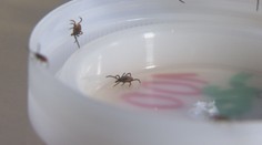 Klíšťata řádí jako už dlouho ne, někde nakazila několikrát víc lidí než loni!