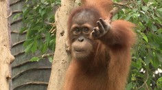 Pražská zoo hledá nového ředitele. Přihlásit se měl i bývalý ministr