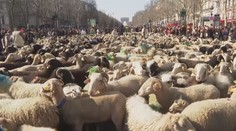 Tisíce zvířat zaplavilo neslavnější ulici Paříže. Proměnily ji k nepoznání