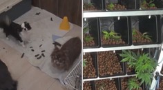Zachraňovali psy z nevyhovujícího prostředí, náhodou našli pěstírnu