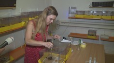 Nový hit zahrádkářů! Pro lepší opylení si pořizují vlastní čmelín