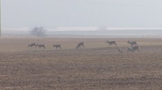 Návaly lidí v přírodě ruší zvířata. Ta se kvůli tomu nestíhají připravit na zimu