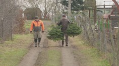 Prodejci vánočních stromků mají žně, největší zájem je o jedle