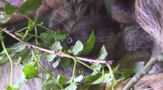 První záběry mláděte lenochoda! Jihlavská zoo má vzácný přírůstek