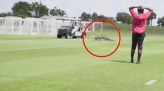 VIDEO: Fotbalistům Toronta se po trávníku proháněl aligátor