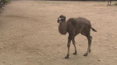 Radost v pražské zoo. Samici velblouda dvouhrbého se narodilo mládě