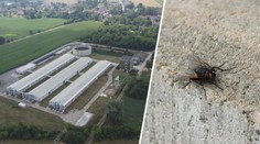 Obec bojuje s invazí much. Lidé viní nedaleký prasečák