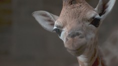 VIDEO: Kamery v zoo zachytily, jak na svět přišla malá žirafa