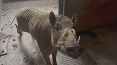 Zoo v Jihlavě ukázala nový přírůstek. Zvířeti se přezdívá prasojelen