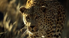 Pracovníka zoo napadl levhart. Těžkým zraněním v nemocnici podlehl