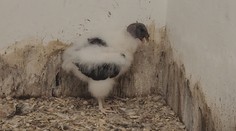 Ostravská zoo má nový přírůstek. Je jím mládě kondora královského