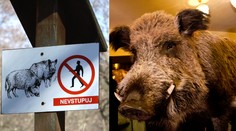 U ZŠ v Mníšku pod Brdy se usídlilo divoké prase! Lidé mají strach