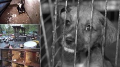 Poslanci odmítli vyšší tresty za týrání zvířat. Toto vzkazují čtenáři