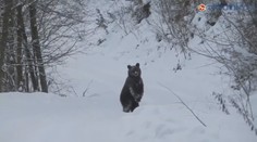 Lešku, jdi spát, volal hajný na medvěda v Beskydech. Poslechl!