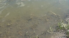 Na mnoha přírodních koupalištích se objevují nebezpečné sinice