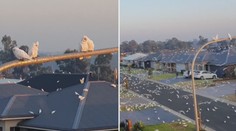 Jako z hororu! Pobřežní město v Austrálii obsadily tisíce papoušků