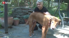 Video: Fenka po Ivetě Bartošové je po operaci!