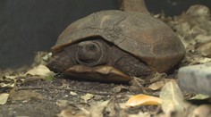 Úspěch pražské zoo! Narodilo se tam mládě vzácné želvy ostnité