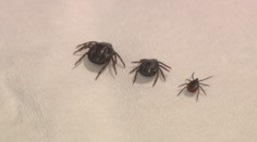 Do Česka se dostává stále více obřích klíšťat! Mohou mít až 2,5 centimetru