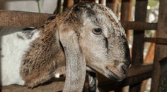 Situace kolem slintavky a kulhavky je vážná. České zoo začínají přijímat opatření