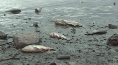 Kvůli viru rybáři v Praze utratili už 12 tun ryb! Herpesem je postiženo 8 míst