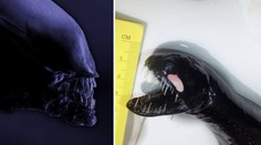 ZÁHADNÉ MONSTRUM: Z moře vytáhli bratra vetřelce