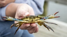 Jadranem se šíří nebezpečný invazní krab. Může se stát hitem restaurací