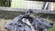 Kuriozita v ostravské zoo: Na třiceti vejcích sedí sameček!