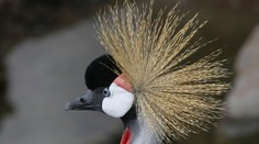Ve slovenské zoo zemřelo vzácné zvíře. Ukamenovali ho opilí mladíci