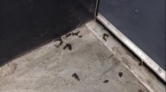 Inspekce zavřela Lidl v Pardubicích. Našla tam myší trus, pochybil i další obchod