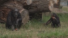 Plzeňská zoo láká na tlupu šimpanzů. Ti vítají návštěvníky hromadným potleskem