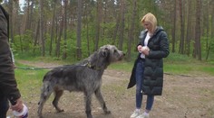 K Máchovu jezeru se sjeli vlkodavové. Jsou to něžní obři, tvrdí jejich páníčci