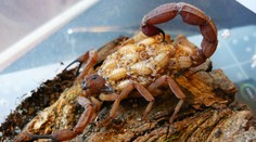 Zkontrolujte si kufry, které jste měli v Chorvatsku. Žena si přivezla škorpiony!