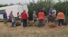 Začal samosběr česneku. Na polích je výrazně levnější než v obchodech