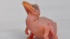 Ve zlínské zoo odchovali vzácného dvojzoborožce! Úspěch je světový