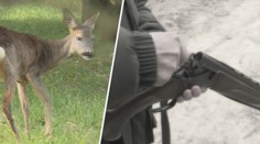 Pytláci jsou stále krutější. Zvířatům uřezávají hlavy, které nechají v lese