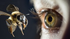 Lékař našel ženě v oku čtyři žijící včely! Myslela, že je to špína