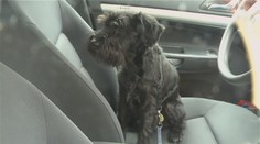 Seniora v Pardubicích vypekl pes. Zamkl se v autě a odmítal znovu otevřít