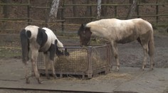 Vědci zkoumali 100 let staré koňské kosti. Zjistili, jaký druh byl u nás první