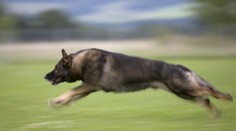 Pes pokousal muže a dítě. Zvíře střelili, chlapec je v nemocnici