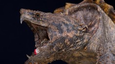 Dělníci v kanále našli nebezpečnou americkou želvu. Může člověku ukousnout prsty