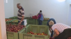 Úroda ovoce v Česku byla loni nejnižší za 6 let. Mohlo za to snížení ploch sadů i mráz
