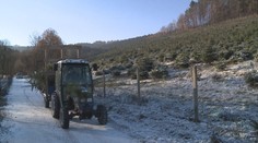 VELKÁ VÁNOČNÍ LOUPEŽ: Ukradli stromečky pro Jihlavu