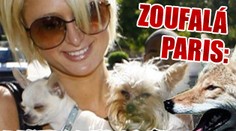 Zoufalá Paris: kojoti zakousli její dva psíky