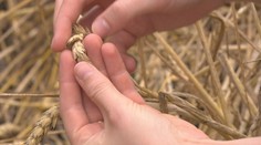 EU řeší obilí z Ukrajiny. Plánuje prodloužit bezcelní režim