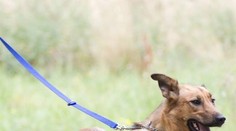 Psí slečna Viky se hladová motala vesnicí, teď čeká na novou rodinu