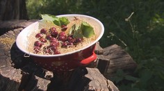 Vyhlášení ankety Stará odrůda roku: Vítězná třešeň je známá i v zahraničí